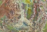 Thick, Polished Petrified Wood Section - Arizona #129459-1